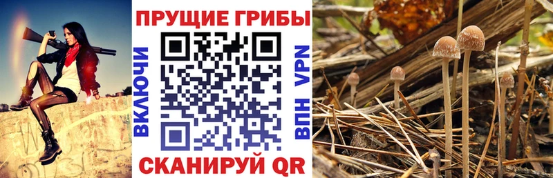 Галлюциногенные грибы GOLDEN TEACHER  Кудрово 