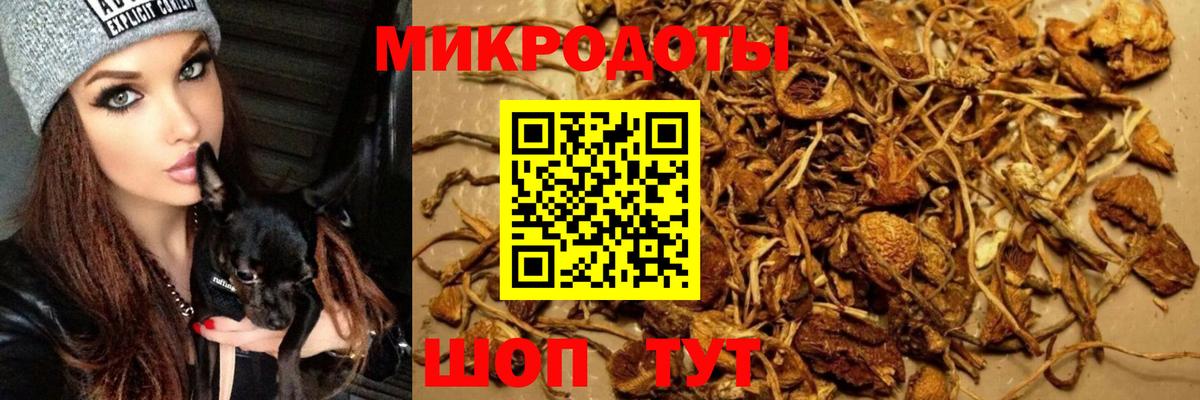 Псилоцибиновые грибы Cubensis  Кудрово  Галлюциногенные грибы MAGIC MUSHROOMS 